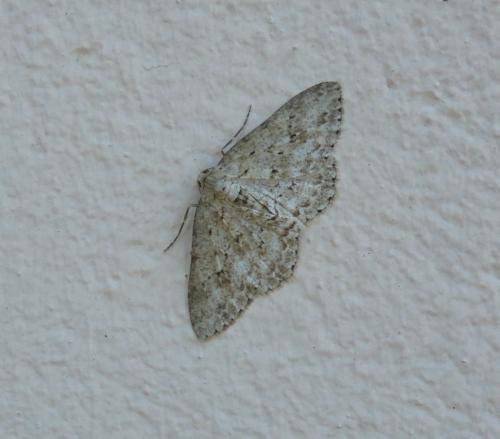 Réf. 285 463 : Ectropis crepuscularia